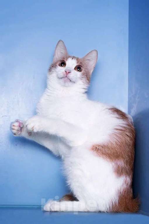 Кошки в Москве: Кошка-улыбка. Идеальнй компаньон Девочка, Бесплатно - фото 2