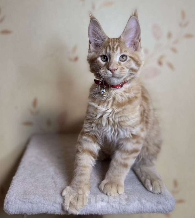 Кошки в Москве: Гуччи и Армани котята мейкун Мальчик, 49 999 руб. - фото 3