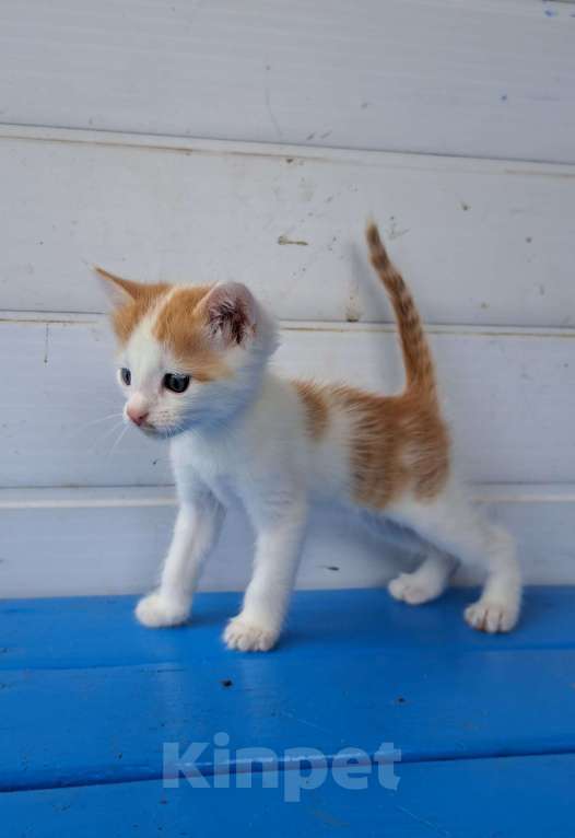 Кошки в Пензе: Котенок в добрые руки Мальчик, Бесплатно - фото 1