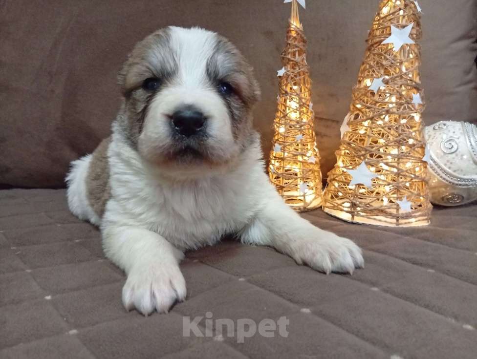 Собаки в Печоре: Щенки САО Девочка, 30 000 руб. - фото 7