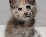 Кошки в Туле: Мейн-кун полилакт девочка Девочка, 35 000 руб. - фото 4