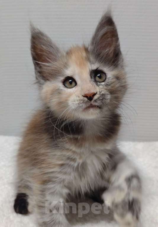 Кошки в Туле: Мейн-кун полилакт девочка Девочка, 35 000 руб. - фото 4