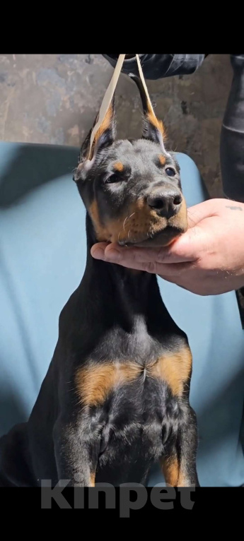 Собаки в Москве: Щенки добермана Девочка, Бесплатно - фото 1