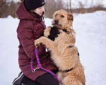 Собаки в Москве: Невероятная девчонка ищет свой дом и семью! Девочка, Бесплатно - фото 3