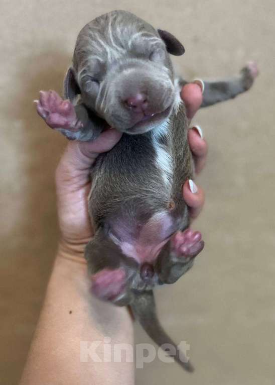 Собаки в других городах Калужской области: Бронь щенка на август,сентябрь от пар Мальчик, 110 000 руб. - фото 4