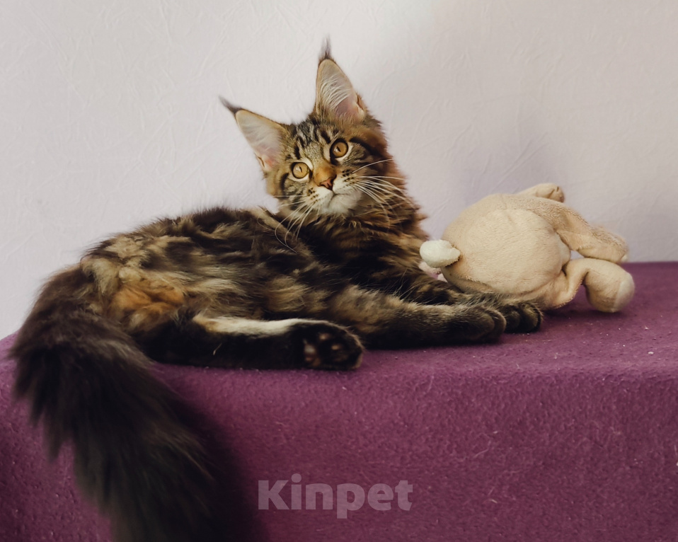 Кошки в Видном: Котята мейн-куны - Чудо с кисточками! Разнополые, 50 000 руб. - фото 4