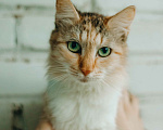 Кошки в Москве: Кошка живет в ванной Девочка, Бесплатно - фото 4