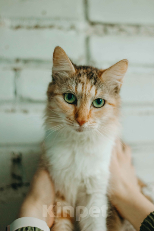 Кошки в Москве: Кошка живет в ванной Девочка, Бесплатно - фото 4