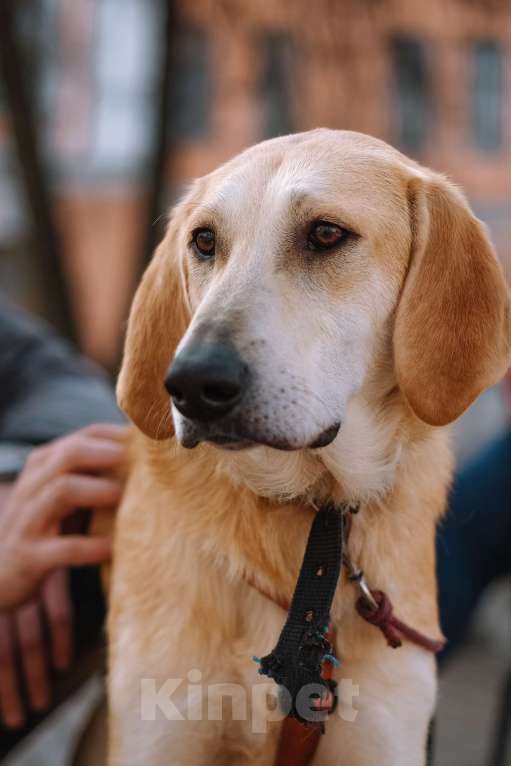 Собаки в Санкт-Петербурге: Рикки, гончая из приюта в добрые руки Девочка, Бесплатно - фото 7