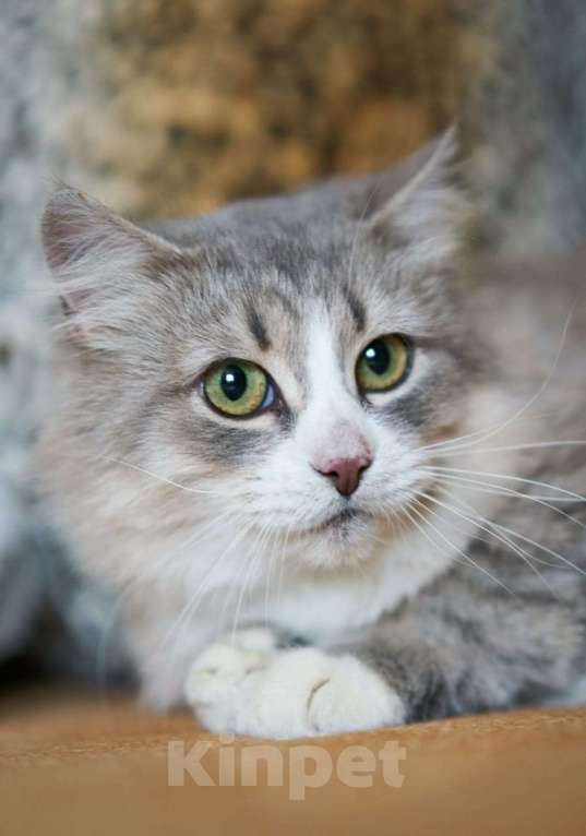 Кошки в Балашихе: красивая кошечка ищет дом Девочка, Бесплатно - фото 3