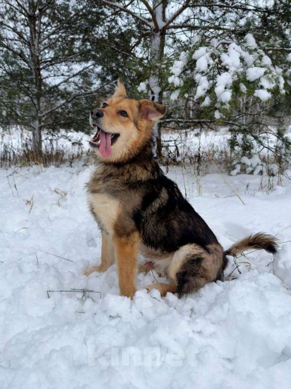 Собаки в других городах Московской области: Диггер ждет своего человека! Мальчик, Бесплатно - фото 6