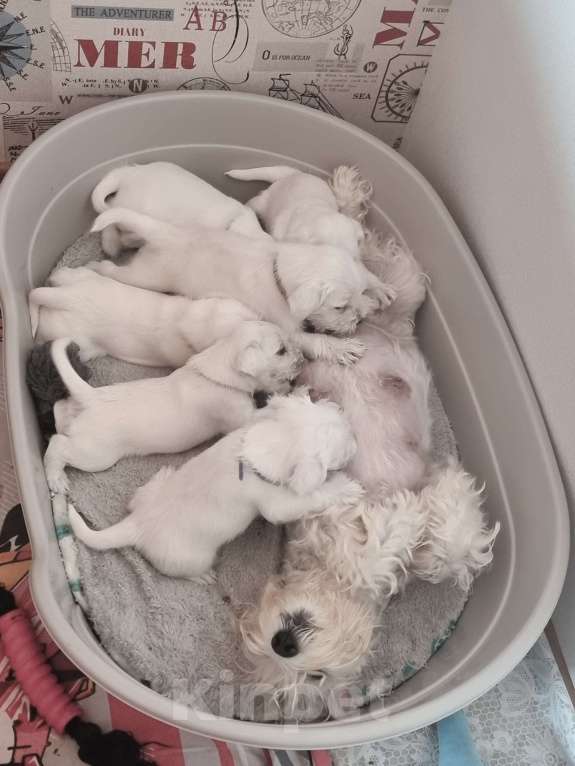 Собаки в Оренбурге: Щенки цвергшнауцера от титулованных родителей  Мальчик, Бесплатно - фото 4