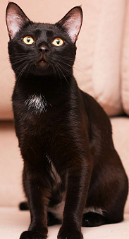 Котик Найт ищет семью 