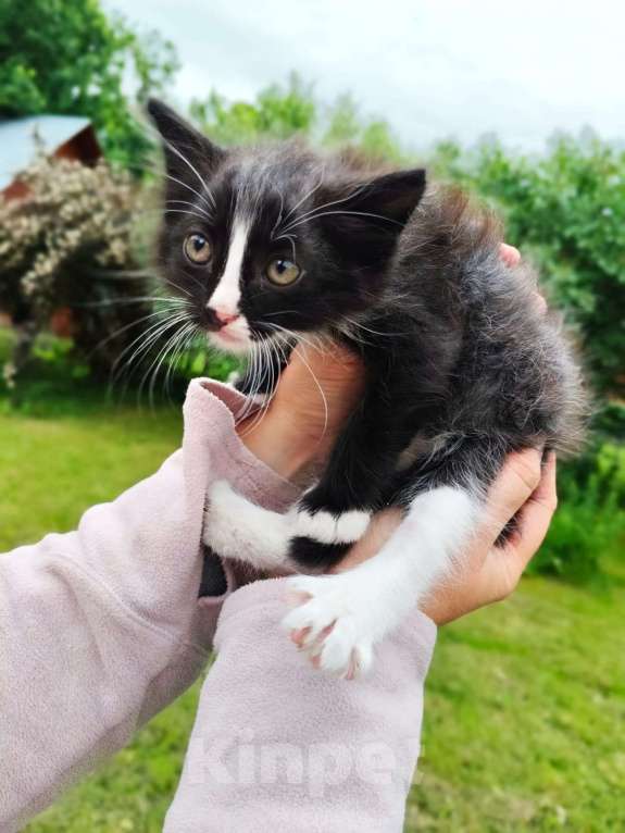 Кошки в Москве: Чудесный котенок Мальчик, Бесплатно - фото 3