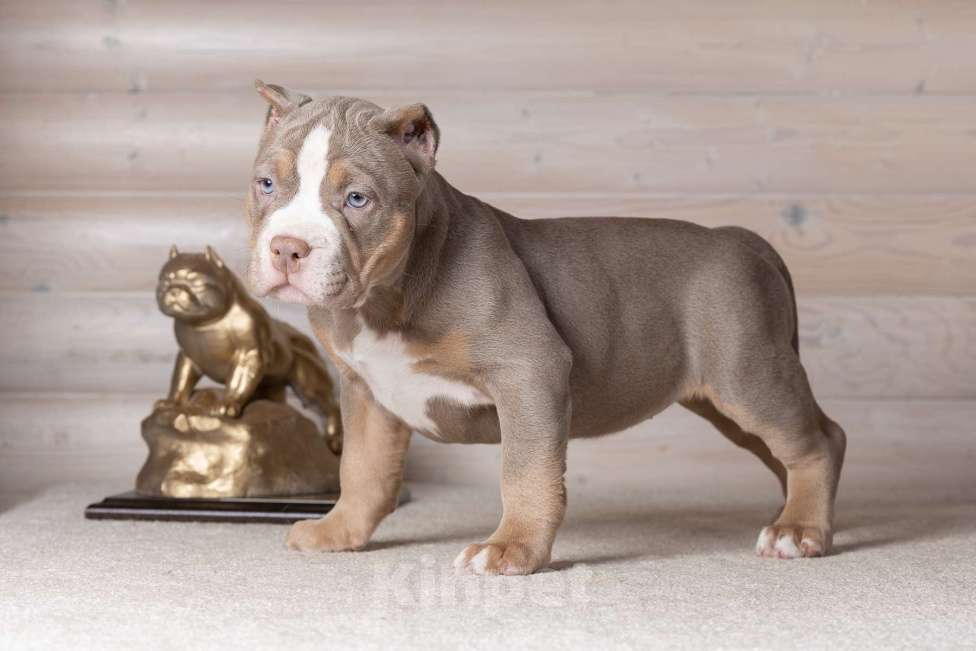 Собаки в Королеве: Американский булли Девочка, 150 000 руб. - фото 6