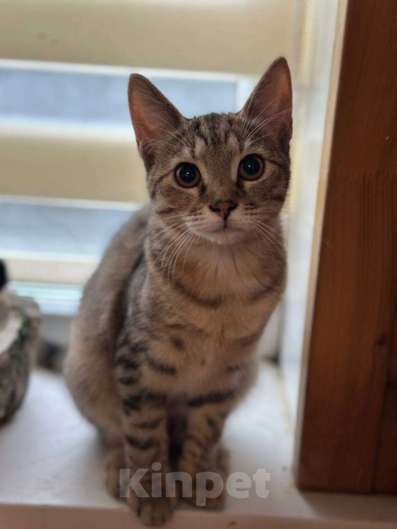 Кошки в Москве: Майя Девочка, Бесплатно - фото 2