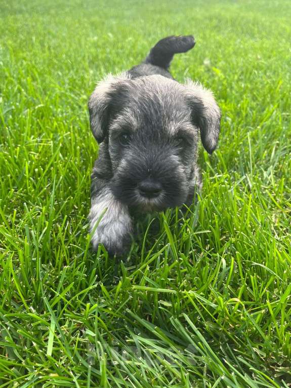 Собаки в Уфе: Щенок цвергшнауцера Девочка, 50 000 руб. - фото 3