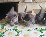 Кошки в Калуге: Продам котят поды Шотландская вислоухая короткошёрстные Мальчик, 5 000 руб. - фото 1