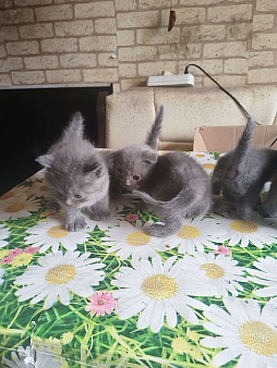 Продам котят поды Шотландская вислоухая короткошёрстные