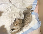 Кошки в Красноармейске: Котята в дар 1 месяц Разнополые, Бесплатно - фото 3