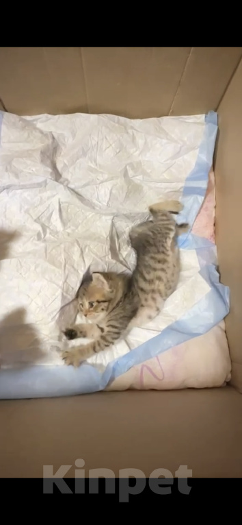 Кошки в Красноармейске: Котята в дар 1 месяц Разнополые, Бесплатно - фото 3
