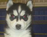 Собаки в Костомукше: Хаски Щенки Разных окрасов Разнополые, Бесплатно - фото 1