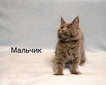 Кошки в Москве: Котенок мейн-кун Мальчик, 35 000 руб. - фото 1