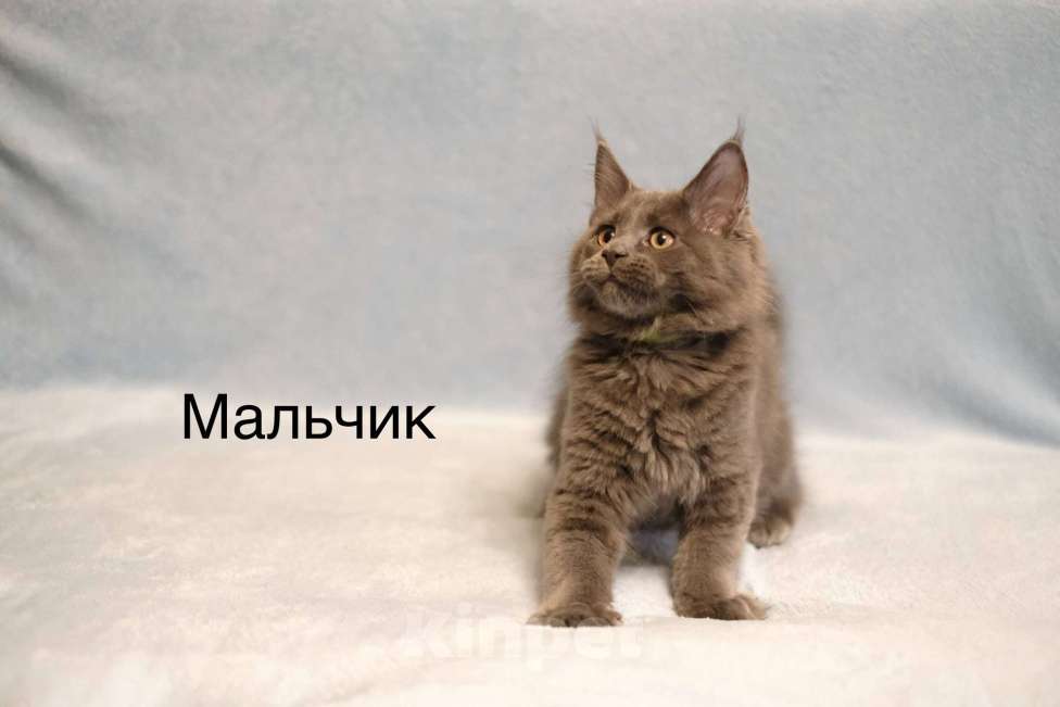 Кошки в Москве: Котенок мейн-кун Мальчик, 35 000 руб. - фото 1