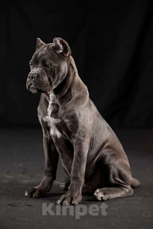 Собаки в Самаре: Кане-корсо Маленький брутал Мальчик, 140 000 руб. - фото 3