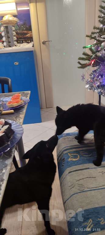 Собаки в Раменском: Шипперке Девочка, 50 000 руб. - фото 6