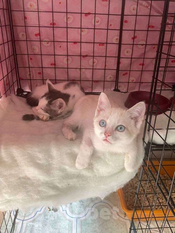 Кошки в Москве: Очаровательный брат с сестричкой в возрасте 4х месяц ищут дом. Мальчик, Бесплатно - фото 8