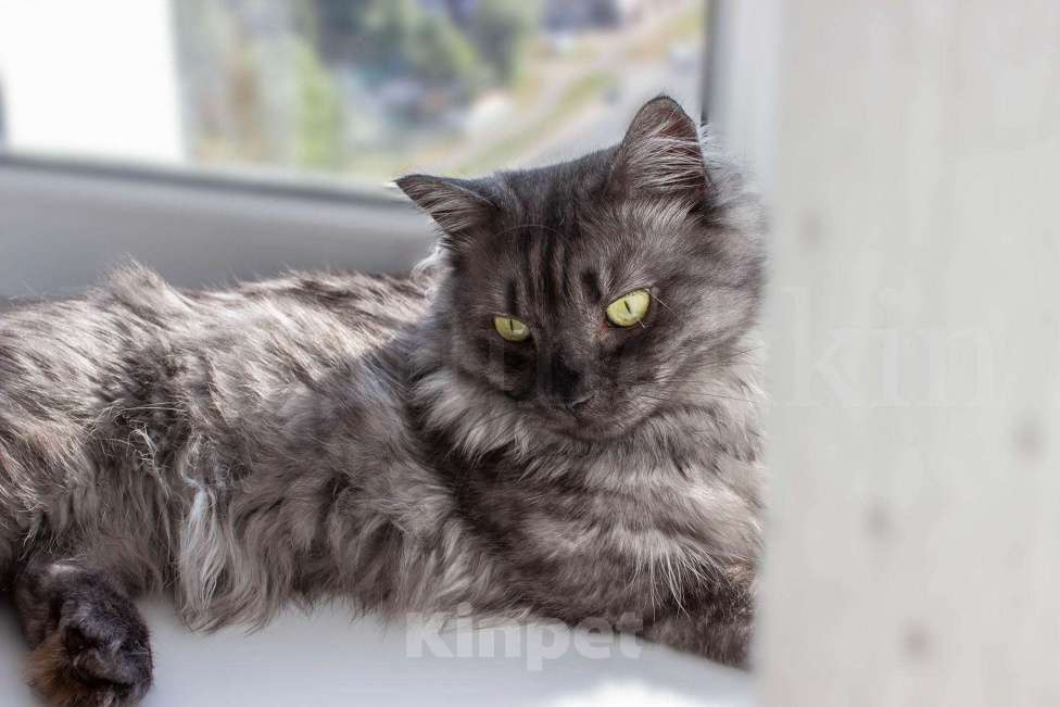 Кошки в Москве: манчкин кот Мальчик, 30 000 руб. - фото 5