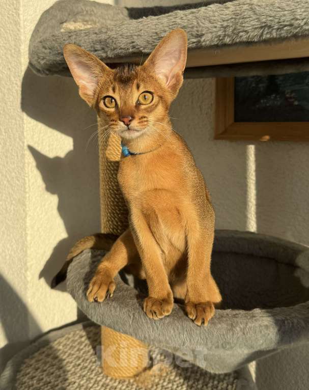 Кошки в Санкт-Петербурге: Абиссинский котенок, мальчик, с документами Мальчик, 35 000 руб. - фото 3