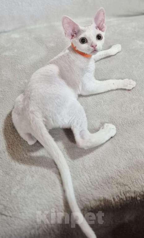 Кошки в Москве: Девон рекс котик белый Мальчик, 50 000 руб. - фото 5