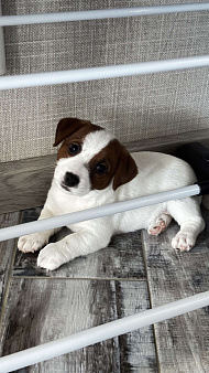 Щенок джек-рассел-терьер от титулованных родителей