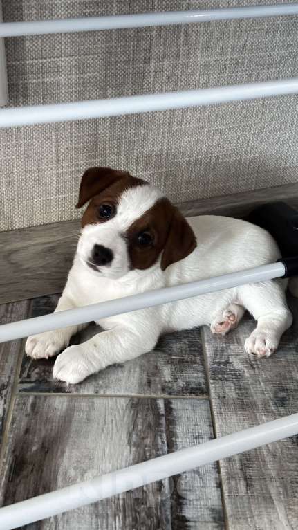 Собаки в Москве: Щенок джек-рассел-терьер от титулованных родителей Девочка, 1 руб. - фото 1