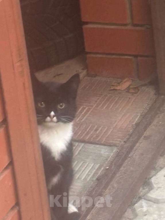 Кошки в Москве: Отдам котенка в добрые руки  Девочка, Бесплатно - фото 1