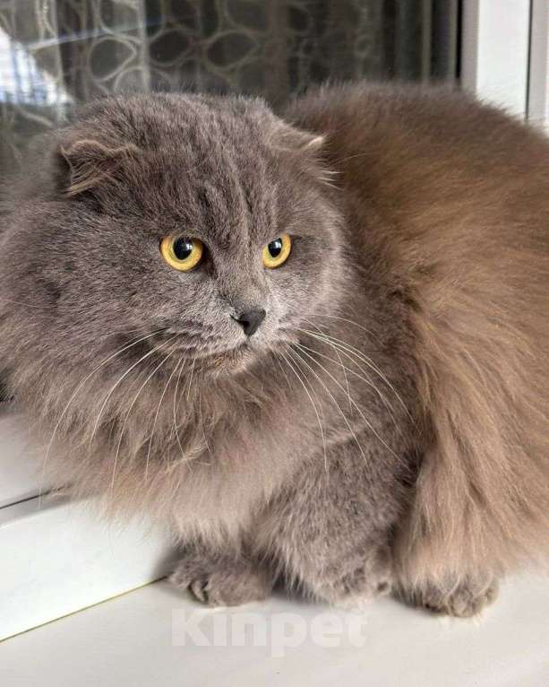 Кошки в Москве: Котик срочно ищет дом  Мальчик, Бесплатно - фото 2