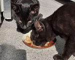 Кошки в Москве: Два братика,два котика.черные. Мальчик, 1 руб. - фото 8