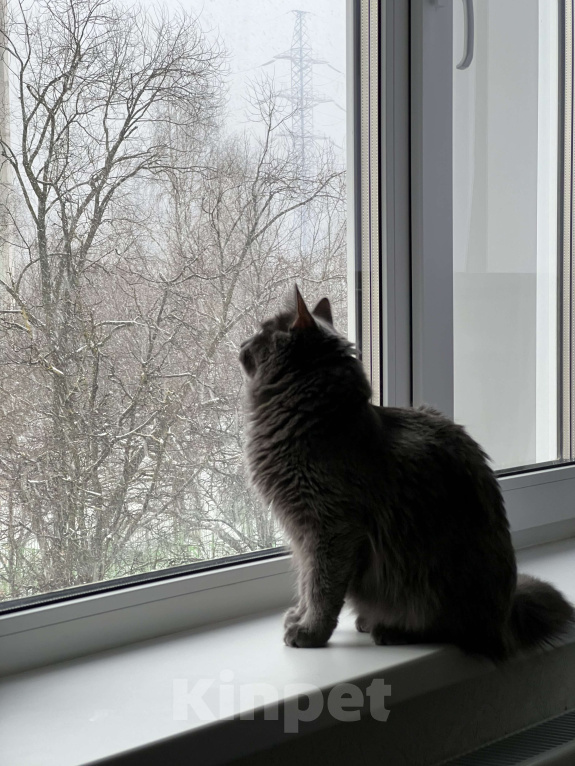 Кошки в других городах Московской области: Кошечка метис русская голубая + мейнкун  Девочка, Бесплатно - фото 3