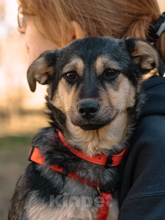 Собаки в Санкт-Петербурге: Эбби из приюта в добрые руки Девочка, Бесплатно - фото 1