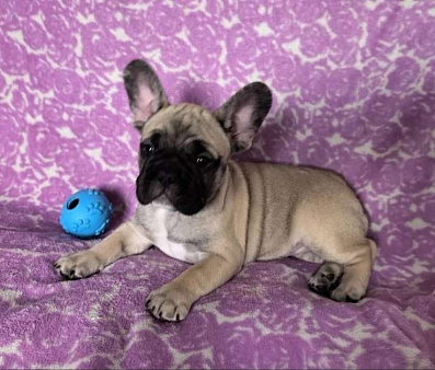 Французский бульдог щенки