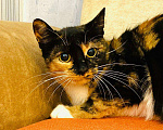 Кошки в Красном Холме: Ирма - яркая "трëхцветка", 33 руб. - фото 3