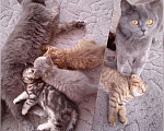 Кошки в Ачинске: Шотландские котята, 1 500 руб. - фото 10