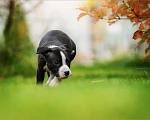 Собаки в Самаре: Породные щенки АСТ из питомника Мальчик, 30 000 руб. - фото 8