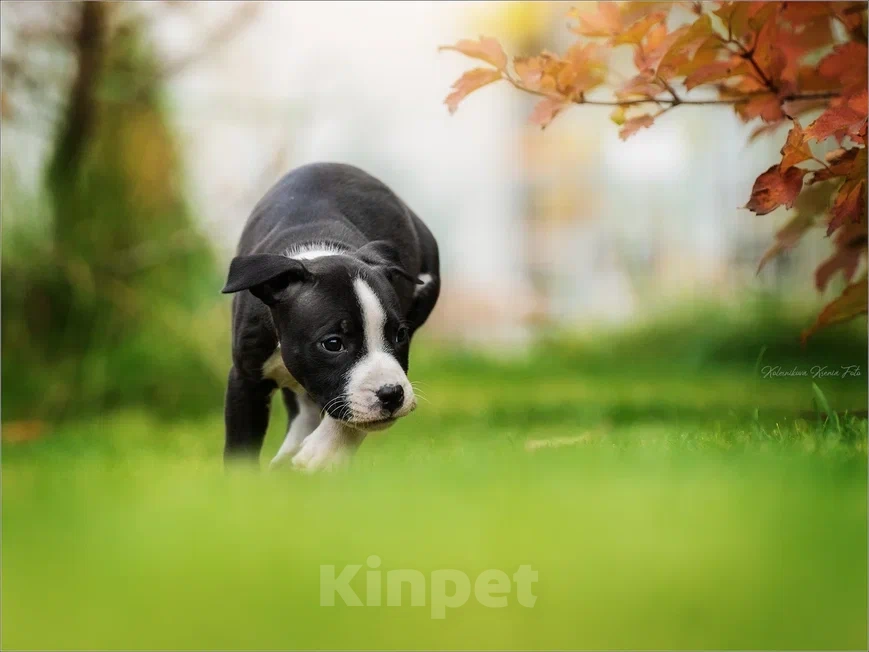 Собаки в Самаре: Породные щенки АСТ из питомника Мальчик, 30 000 руб. - фото 8