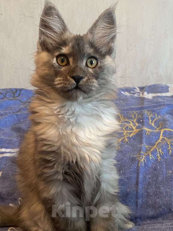 Кошки в Москве: Мейн-кун черепаховый дым Девочка, Бесплатно - фото 3