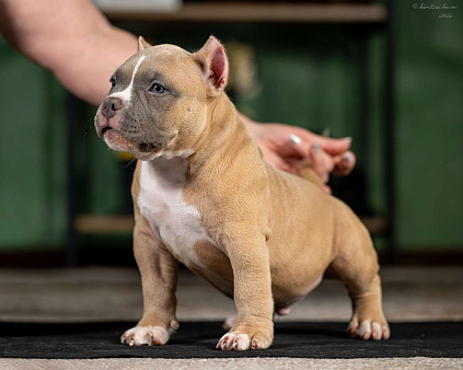 Предлагается щенок Американский Булли