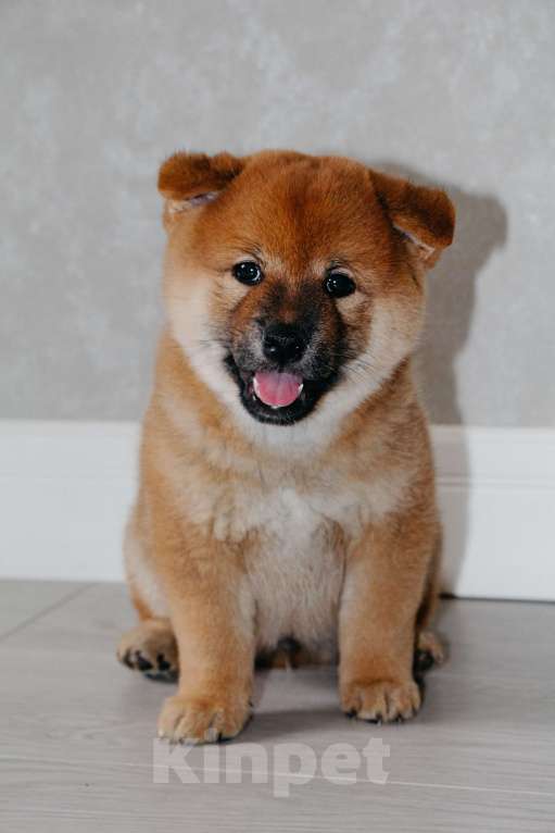 Собаки в Казани: Сиба игу щенки РУФ с документами Мальчик, Бесплатно - фото 4