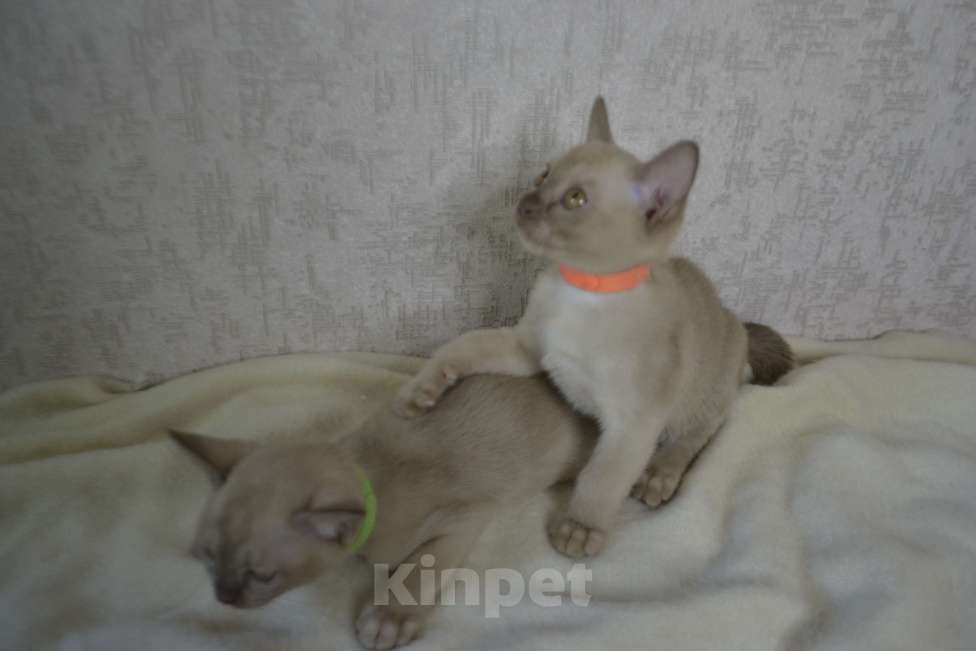 Кошки в Ковровом: Котята европейской бурмы Разнополые, Бесплатно - фото 5